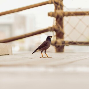 站在地面的黑羽小鸟