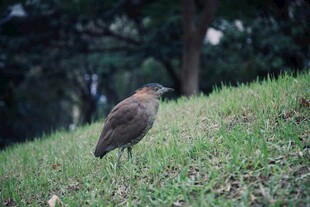 草地上的一只褐色小鸟
