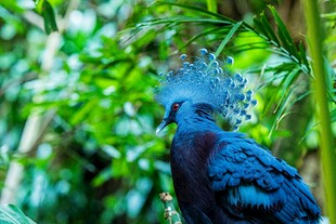 蓝羽凤冠鸟于丛林间