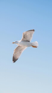 翱翔蓝天的海鸥