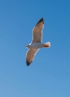蓝天中翱翔的海鸥