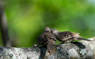 树枝上休憩的鸟儿
