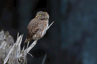 栖息枝头的小巧猫头鹰