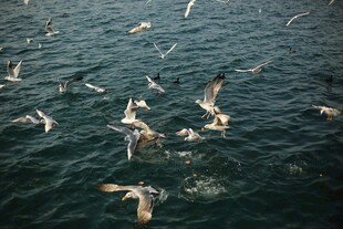 海面上群飞的海鸥