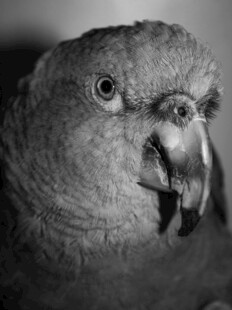灰鹦鹉特写
