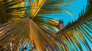 棕榈叶间的小鸟