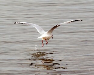 海鸥掠水瞬间