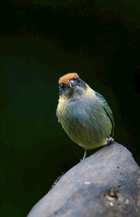 头顶橘色的小巧鸟儿