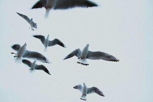 天空中飞翔的一群海鸥