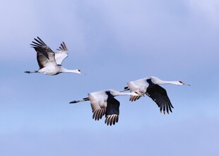 群鹤翱翔蓝天