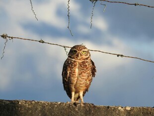 站在围栏上的猫头鹰