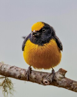 枝头黄黑相间小鸟