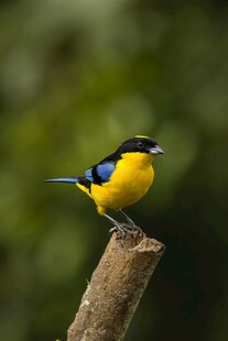 黄蓝小鸟立于枝头