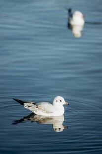 水面上的悠闲海鸥