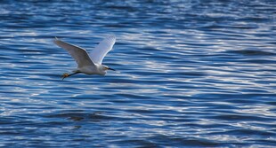 海面上飞翔的白色海鸥