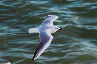 海鸥翱翔于碧波之上