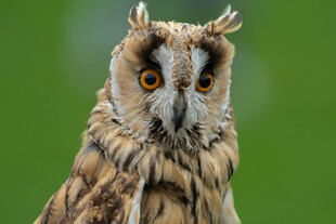 长耳猫头鹰特写