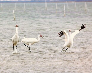 湿地中起舞的优雅白鹤