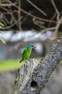 绿羽小鸟栖息树桩
