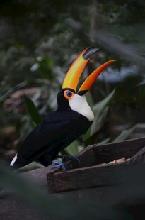 巨嘴鸟张嘴展示鲜艳喙部