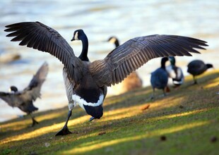 加拿大鹅展翅欲飞