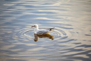 水中 弋的白色鸟儿