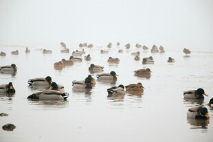 湖面上成群结队的鸭子