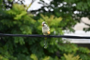 电线上的小鸟