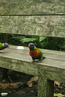 长椅上的多彩鹦鹉