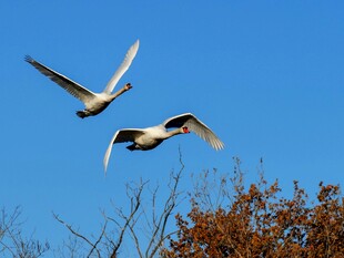 双鸟蓝天展翅飞翔