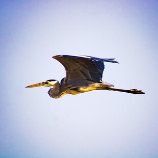 蓝鹭翱翔于天际