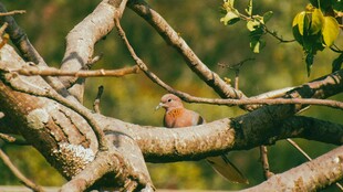 树枝上休憩的小鸟
