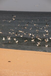 海滩上群鸟飞舞的美景