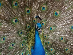 开屏的美丽孔雀