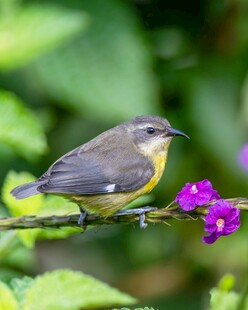 枝头小鸟赏紫花