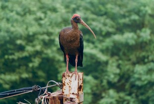 站在木桩上的长喙鸟