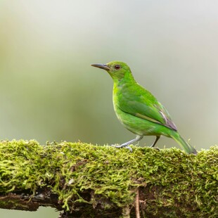 绿羽小鸟立于青苔枝头