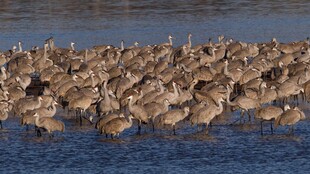水边群鸟聚集的壮观景象
