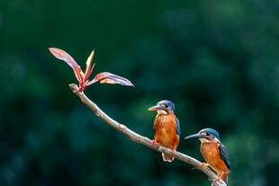 双翠鸟栖于枝上