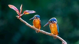 双翠鸟栖于枝头