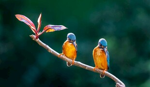 双鸟栖于枝头赏景