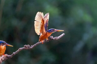 翠鸟展翅于枝头瞬间