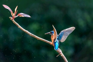 翠鸟枝头展翅瞬间