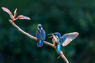 枝头双翠鸟 灵动展风姿