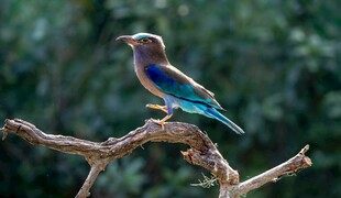 多彩小鸟栖息于树枝间