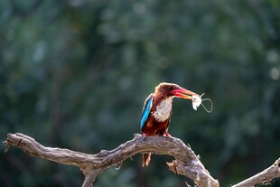 树枝上的白胸翡翠鸟