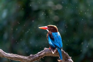 蓝羽翠鸟栖于枝头