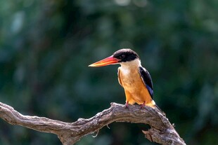 栖息枝头的鲜艳小鸟