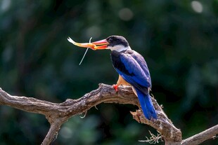 五彩翠鸟枝头衔虫