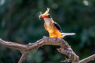 树枝上的多彩小鸟